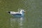 Gull Caught In Plastic Pollution