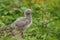 Gull chick.