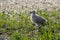 Gull Chick in Beach Plants