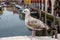 Gull Chioggia and sottomarina city in the venetian lagoon near Venice famous for its fishing ports