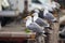 gull chioggia and sottomarina city in the venetian lagoon near venice famous for its fishing ports