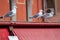 gull chioggia and sottomarina city in the venetian lagoon near venice famous for its fishing ports