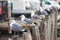 gull chioggia and sottomarina city in the venetian lagoon near venice famous for its fishing ports