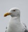 Gull close up