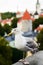 Gull close up portrait on Tallin city background