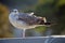 Gull or colloquially seagull portrait