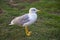 Gull in courtyard of the Pinecone