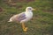 Gull in courtyard of the Pinecone 2