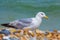 Gull at Deal beach English Channel UK