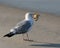 Gull Eating Crab