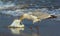 Gull eating a fish