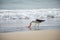 Gull eating fish on the beach of JurerÃª Internacional FlorianÃ³polis