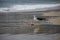 Gull eating fish on the beach of JurerÃª Internacional FlorianÃ³polis