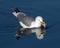 Gull eating on the lake