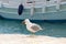 Gull eating a rat, Skiathos