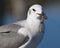 Gull Eating Shrimp