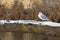 Gull enjoying bathing in the sun in winter time