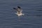 Gull fishing at the Conowingo Dam