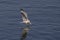 Gull fishing at the Conowingo Dam