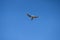 Gull flies across the blue sky spreading its wings