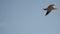 A gull flies against the background of clouds