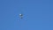 Gull flies in blue cloudless summer sky