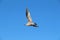A gull in flight
