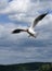 Gull Flight