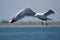 Gull in a flight