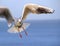 Gull in flight