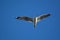 Gull in flight along the coast