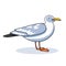 Gull flight bird and seabird gull. Ð¡artoon looking gull. Sea gull, on white background. Herring Gull for your journal