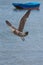 Gull in flight, carrying a clam, Peru.