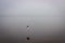 A Gull In Flight Over Water, Its Image Is Reflected In Water. In The Background, The Lake Is Covered With A Mystical Fog