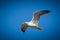 Gull flying on the blue sky, with the wings wide opened