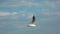 Gull flying over the sea.