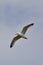 Gull flying overhead at Rissers Beach