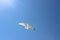 Gull flying in the sky