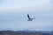 A gull flying in the sky