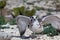 Gull furcatus on Genovesa Island