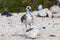 Gull furcatus on Genovesa Island