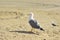 Gull on the Grand Canaria