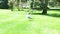 Gull on the grass.