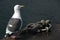 Gull on ground