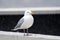 Gull grumpy at the rain