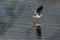 Gull on Harthill reservoir, Rotherham, South Yorkshire, U.K.  Bird, gull, reservoir, pond, animal