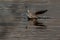 Gull on Harthill reservoir, Rotherham, South Yorkshire, U.K.  Bird, gull, reservoir, pond, animal