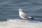 Gull on ice