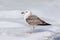 Gull on ice