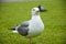 Gull in italy park. beautiful and funny seagull on green grass. Summer, a small gull standing. Close up view of white bird seagull